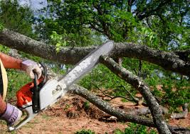 Best Lawn Renovation and Restoration  in Northampton, MA