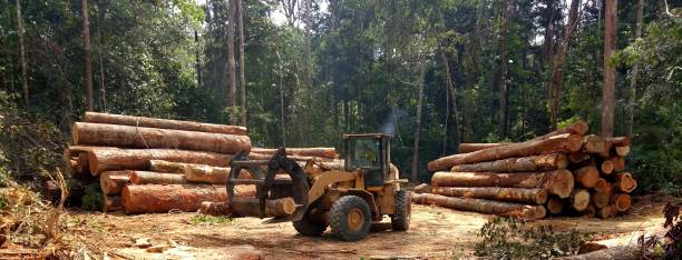 How Our Tree Care Process Works  in  Northampton, MA