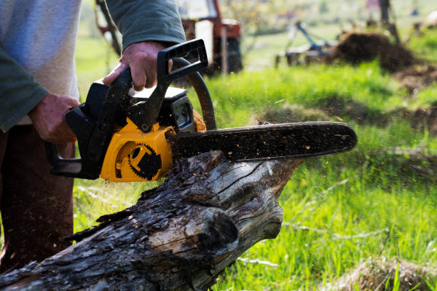 Best Root Management and Removal  in Northampton, MA
