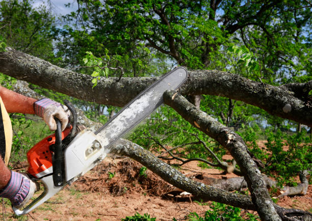 Best Stump Grinding and Removal  in Northampton, MA